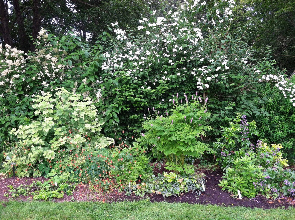 Hedgerow