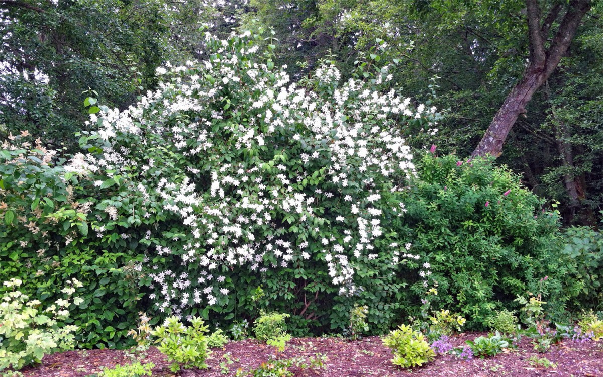 Mock orange in bloom