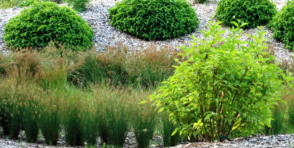 rain garden rain garden