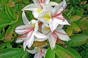 Western Azalea (credit: Lindsey Vallance) Western Azalea