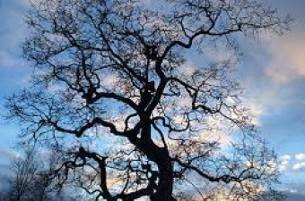 Garry oak (<em>Quercus garryana</em>)