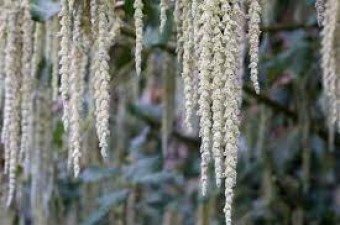 Silktassel catkins