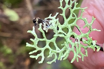 <em>Hypogymnia/> <em>Hypogymnia</>