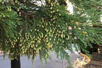 Incense cedar (<em>Calocedrus decurrens</em>)