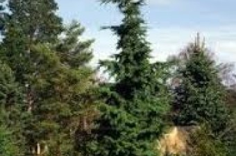 Mountain hemlock Mountain hemlock