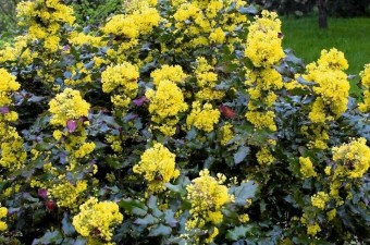 Tall Oregon grape