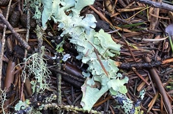 Ragbag lichen Ragbag lichen