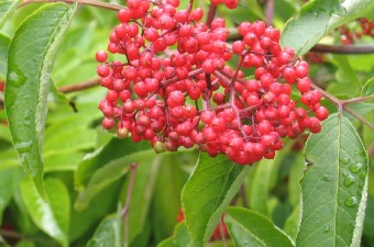 Red elderberry