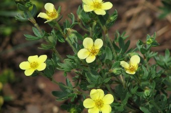Shrubby cinquefoil