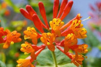 Orange honeysuckle