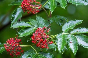 Red elderberry