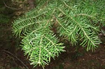 Mountain hemlock foliage Mountain hemlock foliage