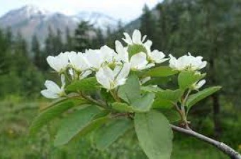 Serviceberry
