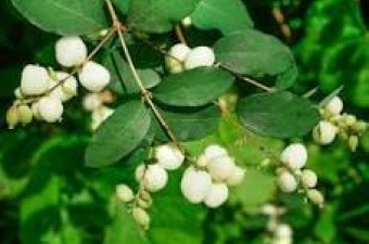 Snowberry