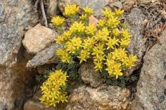 Stonecrop (<em>sedum</em>)