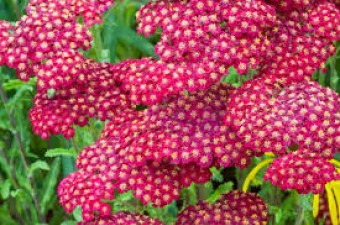 Yarrow