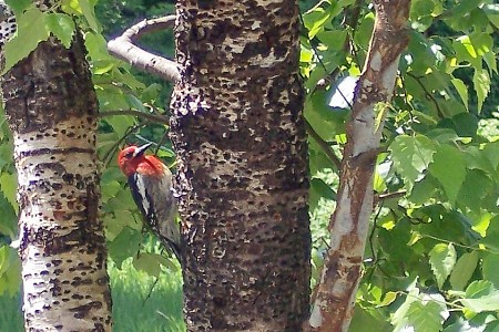 A Red-Breasted Sapsucker visits the birch grove