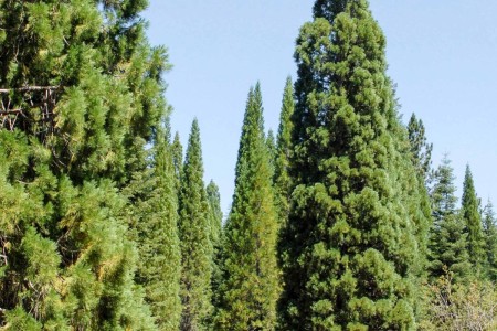 Incense cedar Incense cedar