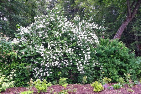 Blooming Mock Orange and Companions Shrubs at the back of a garden bed.