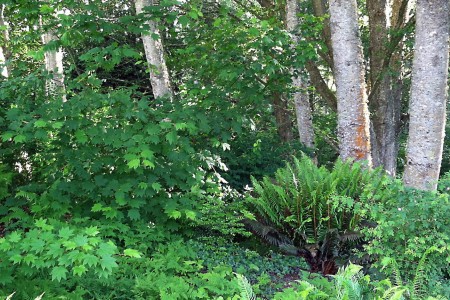 Woods' edge Shrubs and tree trunkcs.