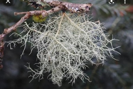 <em>Usnea</em> <em>Usnea</em>