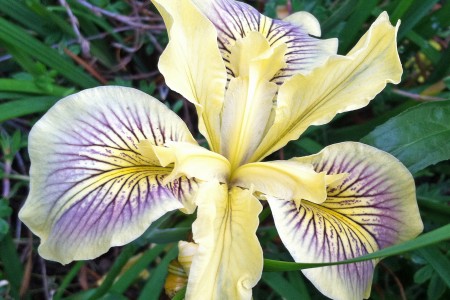 Pacific Coast Iris (credit: Lindsey Vallance) Pacific Coast Iris