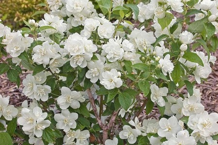Mock orange