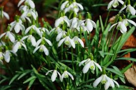 Snowdrop
