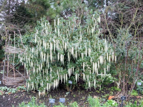 Garry elliptica (silk tassel)