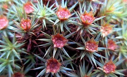 Male reproductive structure of <em>Polytrichum juniperinum</em>
