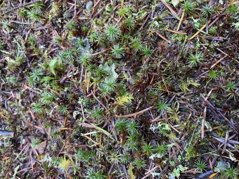 Juniper haircap moss (<em>Polytrichum juniperinum</em>)