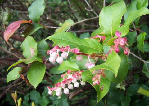 Gaultheria shallon   (salal)