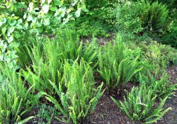 Blechnum spicant  (deer fern).