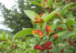 Lonicera involacrata (black twinberry)
